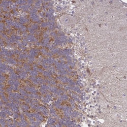 GPRIN3 Antibody, Novus Biologicals:Antibodies:Primary Antibodies